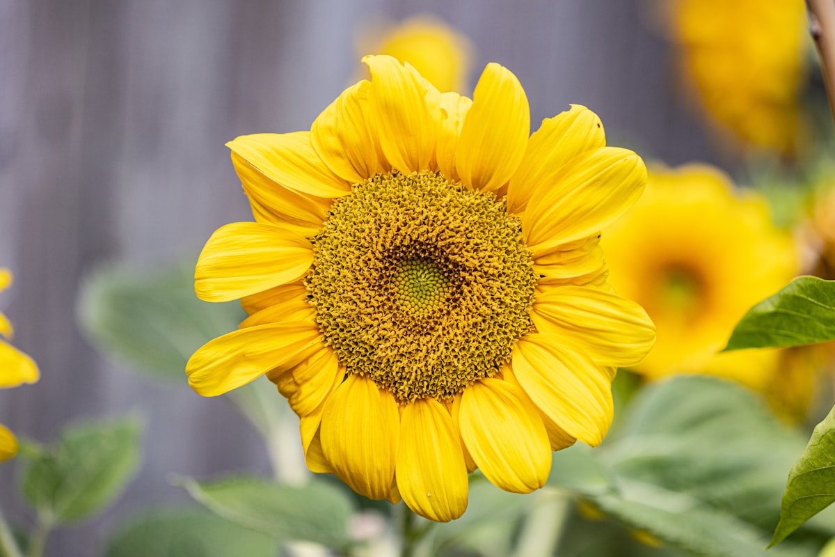 Sunflower blooming in a garden
