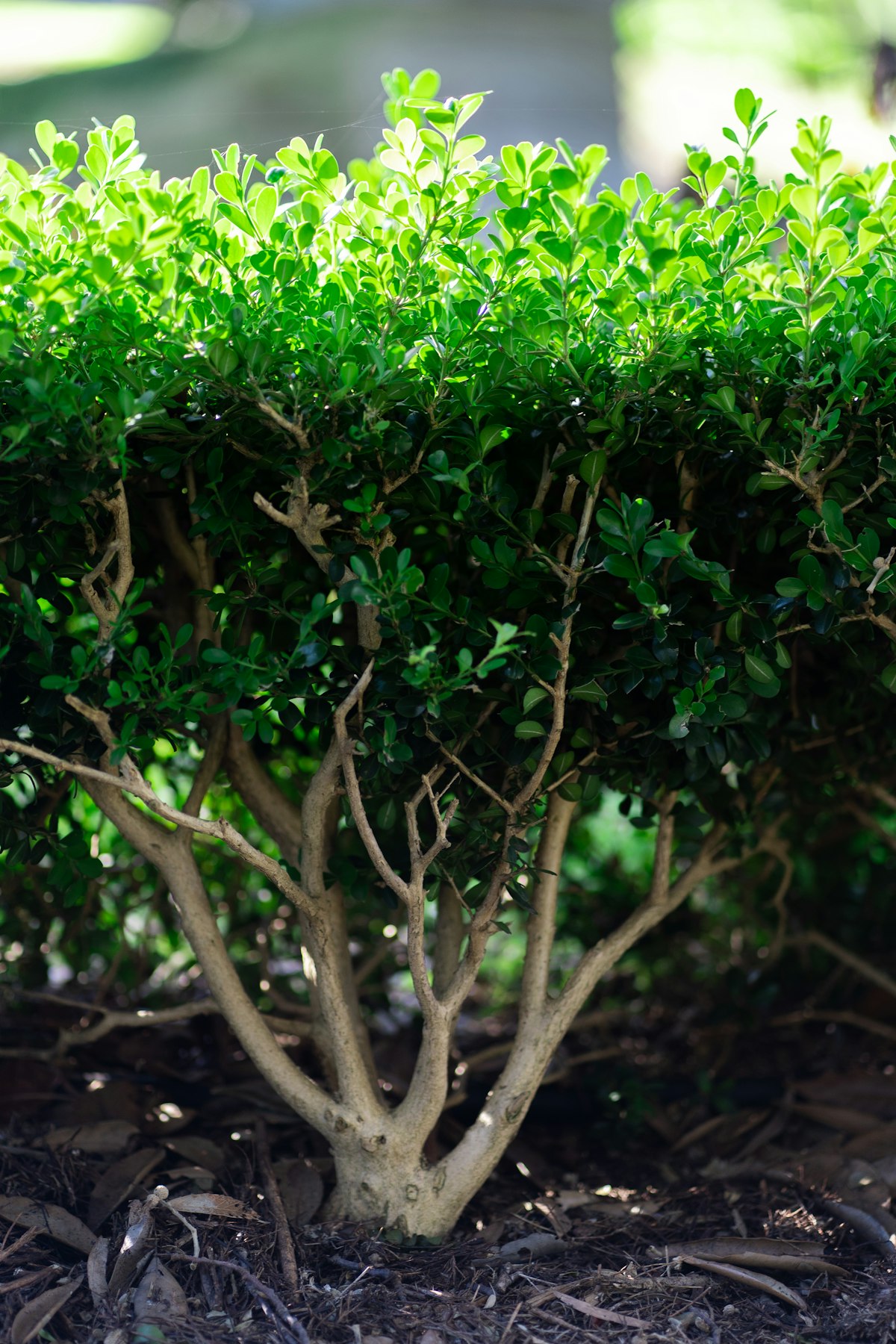 Neatly pruned hedge with fresh mulch