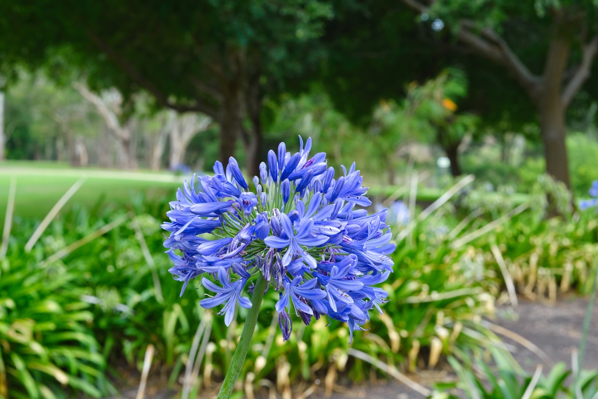 Agapanthus flowering in a lush garden